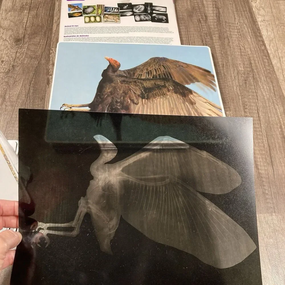 Animal X-Rays Biology Reference Photos Set 14 Teacher Parent Guide Home School